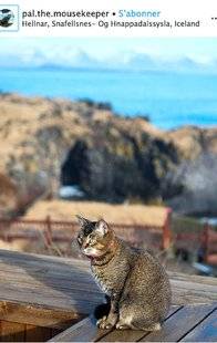 Les Veillées des Chaumières 3378 Un chat d'hôtel
