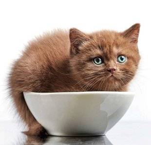 Les Veillées des Chaumières 3378 Manque de bol