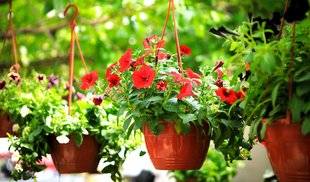 Les Veillées des Chaumières 3378 Elles fleurissent longtemps…