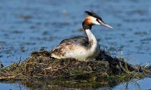 Les Veillées des Chaumières 3378 C'est la saison des nids