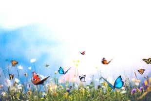 Les Veillées des Chaumières 3379 L'enfant et le papillon