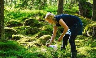 Les Veillées des Chaumières 3379 Cueillettes d'antan