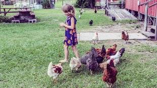 Les Veillées des Chaumières 3379 Les poules ne sont pas bêtes !