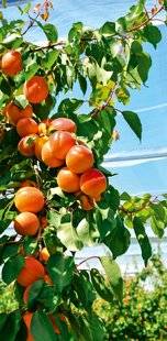 Les Veillées des Chaumières 3381 L'abricot une tradition du Roussillon