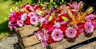 Les Veillées des Chaumières 3381 Un été coloré avec les gerberas