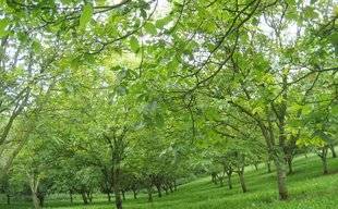 Les Veillées des Chaumières 3382 La noix perle du Périgord