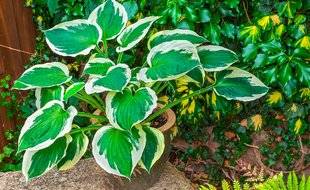 Les Veillées des Chaumières 3382 Les hostas, vivaces de l'ombre