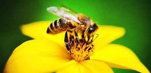 Les Veillées des Chaumières 3478 Nos amies les abeilles