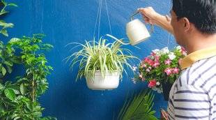 Les Veillées des Chaumières 3478 Ces plantes aussi heureuses dehors que dedans