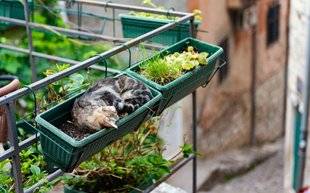Les Veillées des Chaumières 3479 Pourquoi nos chats dorment ici ou là