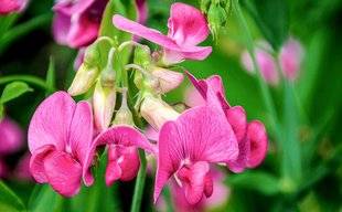 Les Veillées des Chaumières 3479 Mettez-vous au parfum des pois de senteur