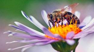Les Veillées des Chaumières 3480 Les abeilles battent de l'aile