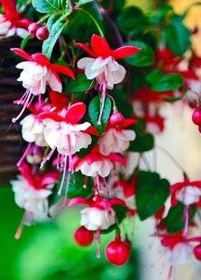 Les Veillées des Chaumières 3480 Belles nuances de fuchsias