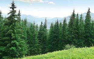 Les Veillées des Chaumières 3481 Des arbres intelligents