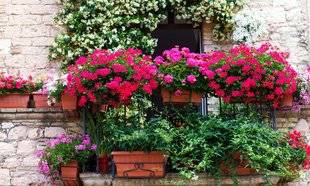 Les Veillées des Chaumières 3482 Jardinières et potées estivales à vous de jouer !