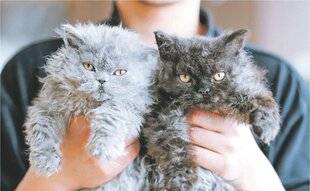 Les Veillées des Chaumières 3639 Le selkirk rex, un chat frisé comme un mouton !