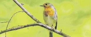 Les Veillées des Chaumières 3647 Heureux comme l'oiseau
