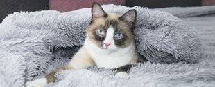 Les Veillées des Chaumières 3647 Snowshoe, ce chat montre patte blanche