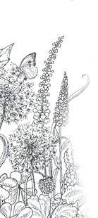 Les Veillées des Chaumières 3648 Les fleurs