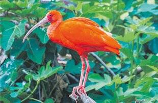 Les Veillées des Chaumières 3648 Quel oiseau flamboyant !