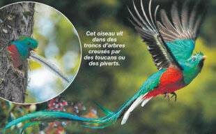 Les Veillées des Chaumières 3649 Le quetzal, l'oiseau que l'on ne voit (presque) jamais