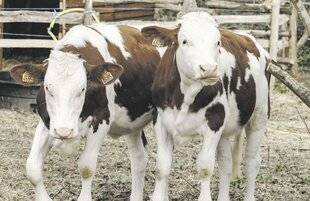 Les Veillées des Chaumières 3649 Ces femmes sauvent les vaches de l'abattoir