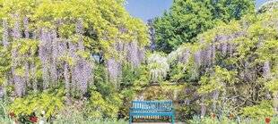 Les Veillées des Chaumières 3649 La glycine, majestueuse liane des jardins