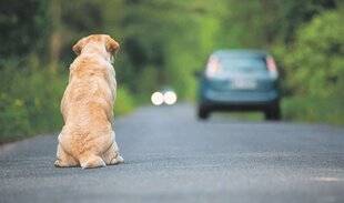 Les Veillées des Chaumières 3650 En finir avec l'abandon des animaux de compagnie