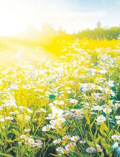 Les Veillées des Chaumières 3650 Doux printemps