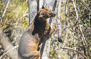 Les Veillées des Chaumières 3650 Le fossa, le fantôme menacé de Madagascar