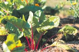 Les Veillées des Chaumières 3650 La poirée, une potagère à voir et à manger