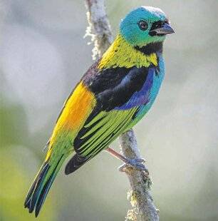 Les Veillées des Chaumières 3651 Tangara,« le petit oiseau de toutes les couleurs »