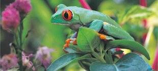 Les Veillées des Chaumières 3651 Un joyau de la forêt tropicale