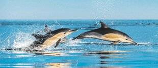 Les Veillées des Chaumières 3652 Protégeons nos dauphins et marsouins !