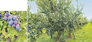 Les Veillées des Chaumières 3652 Les prunes nous en font voir de toutes les couleurs