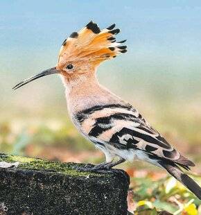 Les Veillées des Chaumières 3653 Upupa, hourra !
