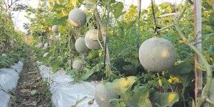 Les Veillées des Chaumières 3653 Le melon, l'or orangé du sud de la France