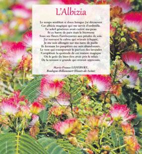 Les Veillées des Chaumières 3655 L'Albizia