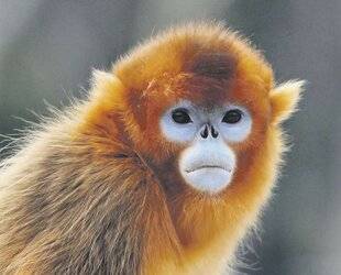 Les Veillées des Chaumières 3656 Les singes dorés, nouvelles stars du zoo de Beauval