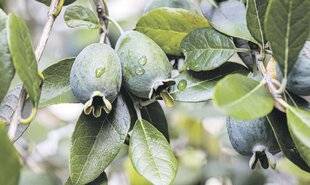 Les Veillées des Chaumières 3656 Le feijoa, un arbre voyageur