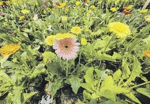 Les Veillées des Chaumières 3656 Le gerbera, une marguerite aux couleurs d'ailleurs