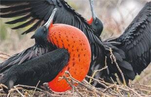 Les Veillées des Chaumières 3657 Quel drôle d'oiseau !