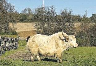 Les Veillées des Chaumières 3658 L'arche de Noé est en Normandie