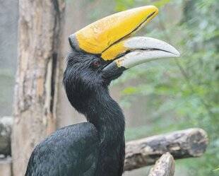 Les Veillées des Chaumières 3658 Une légende en péril