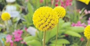 Les Veillées des Chaumières 3658 Une boule d'or venue d'ailleurs