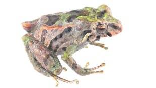 Les Veillées des Chaumières 3659 La peau douce