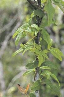 Les Veillées des Chaumières 3659 Caméléon végétal
