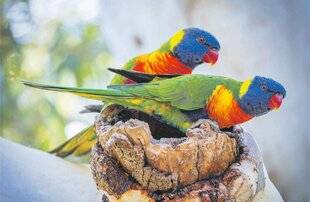 Les Veillées des Chaumières 3659 Le lori, fascinant perroquet aux mille couleurs