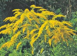 Les Veillées des Chaumières 3659 Un automne couleur de soleil