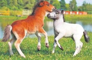 Les Veillées des Chaumières 3660 Le Falabella, le cheval miniature